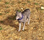 In-game Fang the Tame Coyote in the Definitive Edition