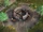 Village (Age of Empires IV)