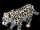 Snow Leopard