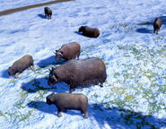 A herd of Musk Oxen in the Definitive Edition