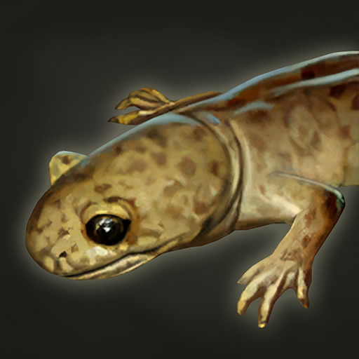 chinese giant salamander amphibian