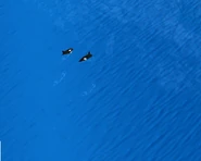 Orca AoM.jpg (140 KB) Orcas swimming in Vinlandsaga, in Age of Mythology