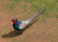 Aomr green pheasant view.png (1.09 MB) Close-up of a Green Pheasant