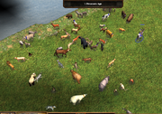 Animals