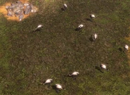 A flock of Rheas in Patagonia