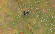 Wolf in Age of Empires IV