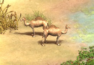 Wild Camels in the reworked version of An Arabian Knight