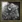 White bison icon