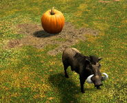 Wild Boar guarding Treasure in Knights of the Mediterranean in Age of Empires III: Definitive Edition
