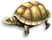 Strategy turtle prev.png
