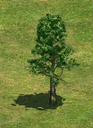 TreeE.png (95 KB) Tree E