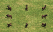 A group of Mouflons