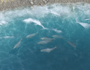 Fish in an Atlantean lake in Age of Mythology: Retold