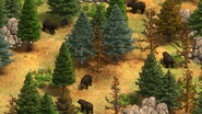 Black Bears