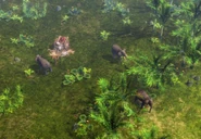 Borneo Jungle.png (1.09 MB) The center of Borneo is filled with Dense Jungle and Wild Elephants