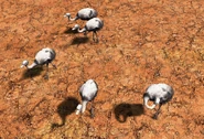 A flock of Rheas in Pampas, in the Definitive Edition