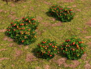 Berry Bushes in Araucania in Age of Empires III: Definitive Edition.