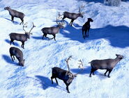 A herd of Caribous in Yukon, in the Definitive Edition