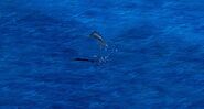 A Marlin jumping out of water