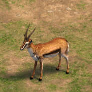 Close up of the Gazelle