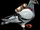 Carrier Pigeons