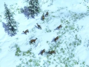 Musk Deer, native to Siberia.