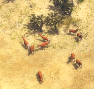 A herd of pronghorn in Sonora