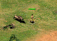 An angered Wild Boar chasing a Villager