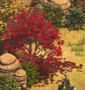 Acer palmatum, a maple tree from East Asia