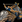 Ballistaelephanticon-DE.png