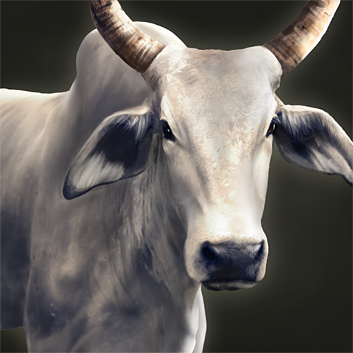 zebu cattle