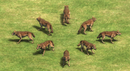 Views of the Arabian Wolf