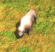 A close up of the White Buffalo