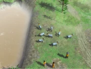 A herd of Goats close to the Yellow River in Age of Empires III