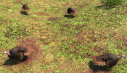 A flock of Turkeys in Bayou, in the Definitive Edition