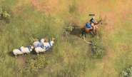 A Scout herding Sheep