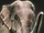 Elefante