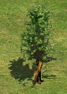 TreeH.png (70 KB) Tree H