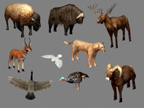 Animals AoeIII