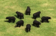 Views of the Black Bear in Age of Empires II