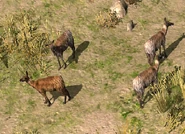 Musk Deer Mongolia.png (294 KB) A herd of Musk Deer in Mongolia