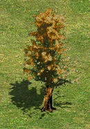 TreeG.png (70 KB) Tree G