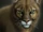 Cougar