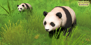 Pandas in Immortal Pillars
