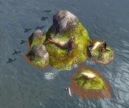 A colony of Sea Lions in Borneo