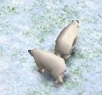 PolarBearAOM.jpg