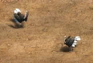 Ostriches in Age of Empires II: Definitive Edition.