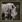 Rhino icon