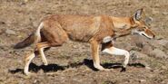 A real life Ethiopian Wolf