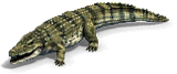 Crocodile aoe2de